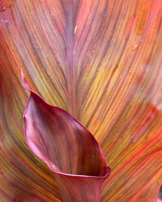 Canna 'Lush Leaves'