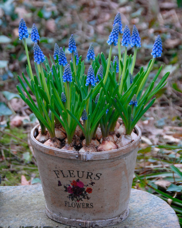 Flower BulbsArmeniacum (Grape Hyacinth) Bulbs UK - 10