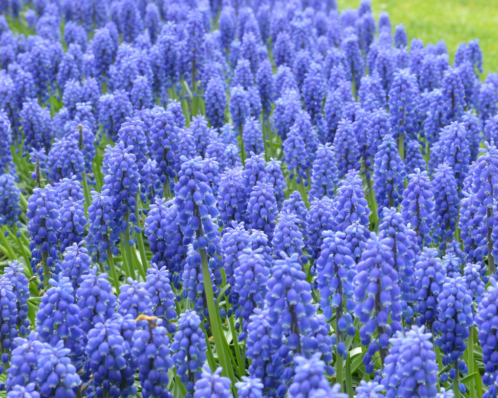 Flower BulbsArmeniacum (Grape Hyacinth) Bulbs UK - 12