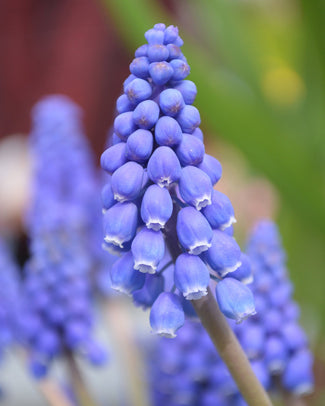 Flower BulbsArmeniacum (Grape Hyacinth) Bulbs UK - 1