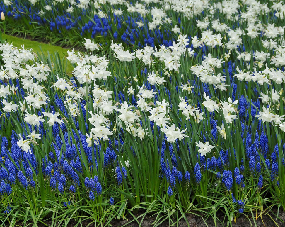 Flower BulbsArmeniacum (Grape Hyacinth) Bulbs UK - 4