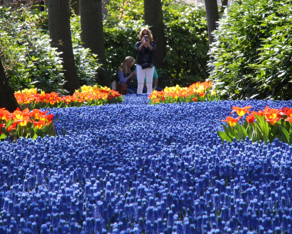 Muscari armeniacum