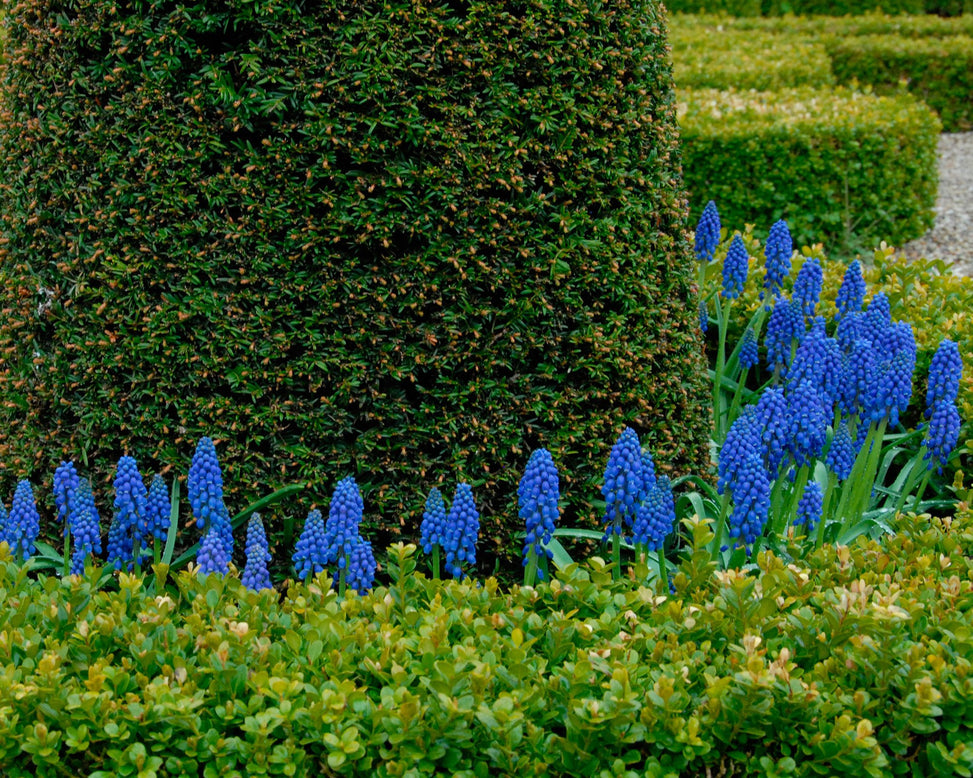 Flower BulbsArmeniacum (Grape Hyacinth) Bulbs UK - 9