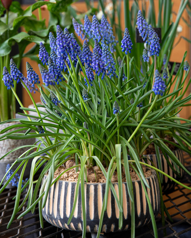 Muscari armeniacum