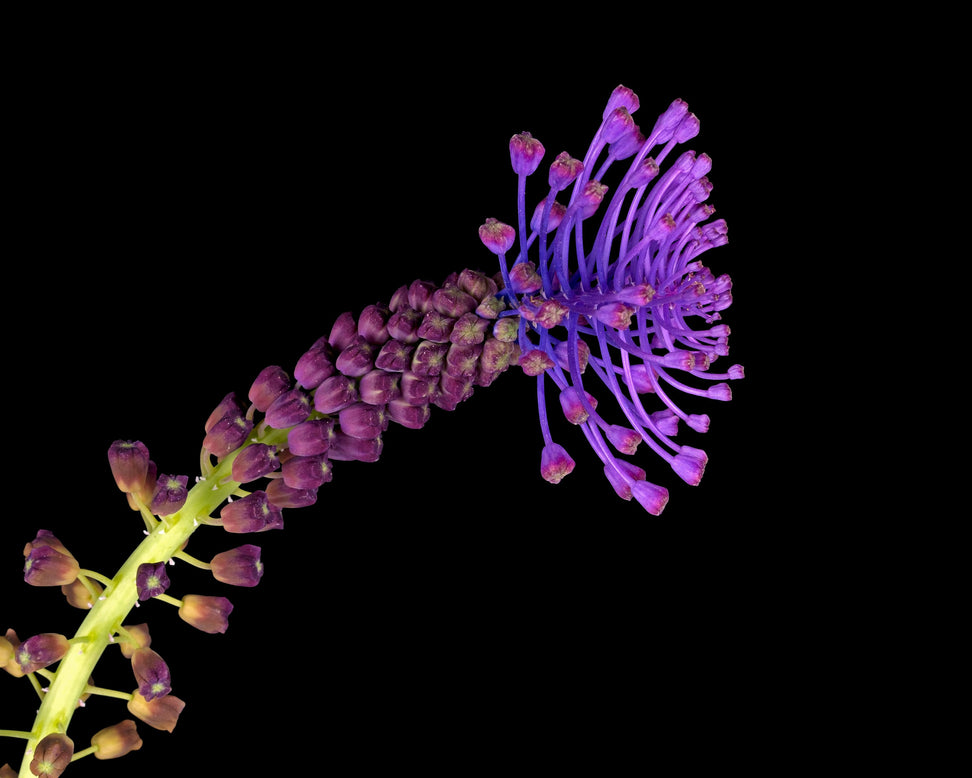 Muscari comosum