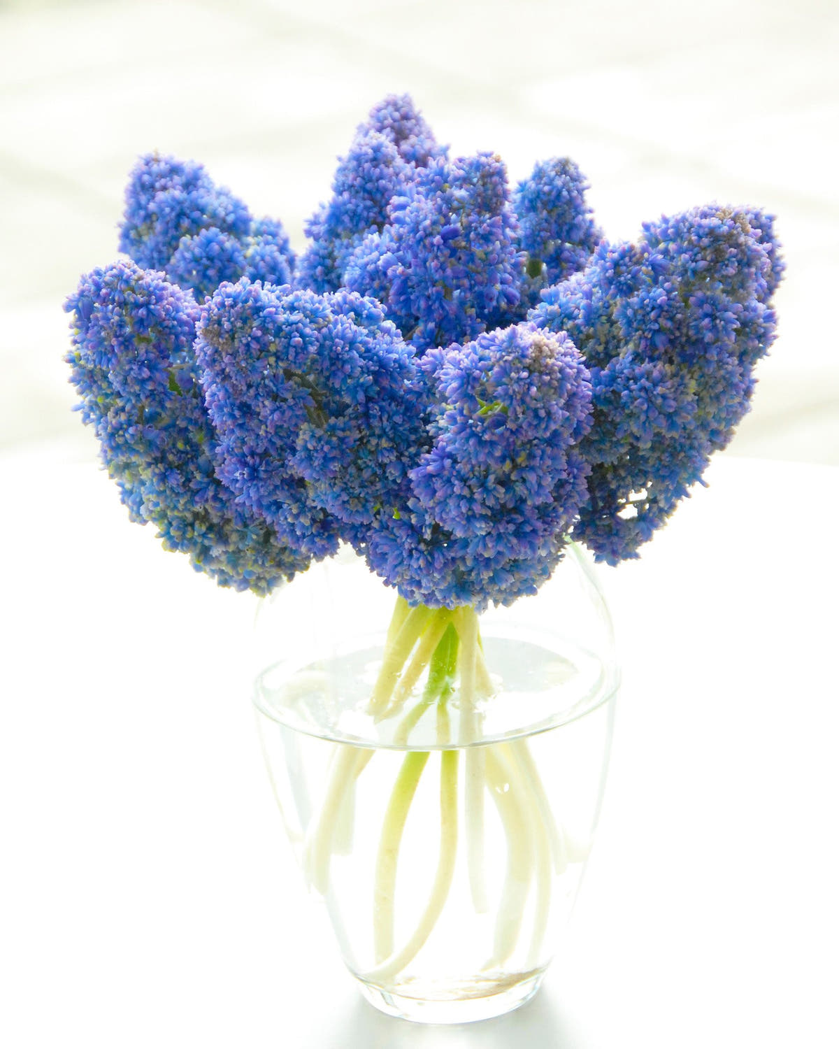 Flower Bulbsarmeniacum Fantasy Creation Bulbs UK - 2