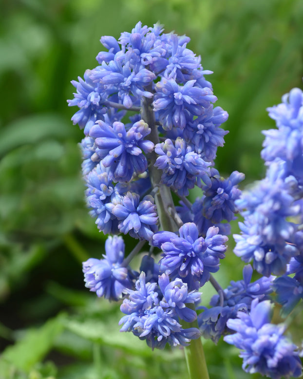 Muscari 'Fantasy Creation'