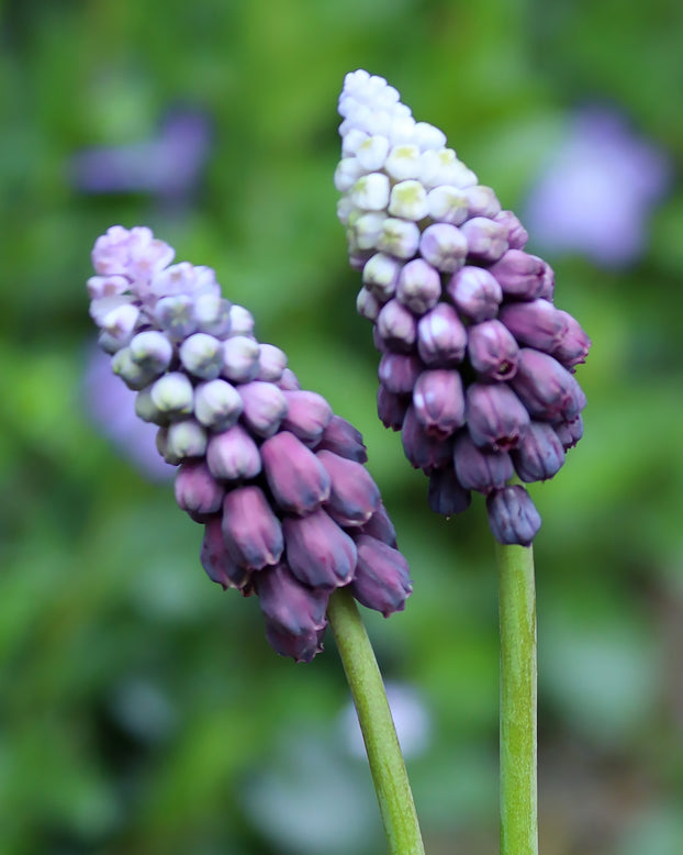 Muscari 'Grape Ice'