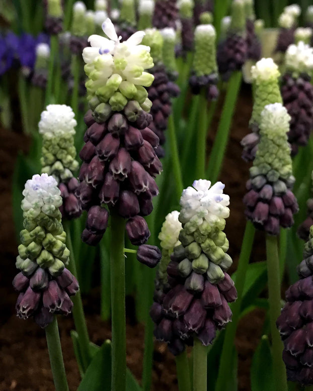 Muscari 'Grape Ice'