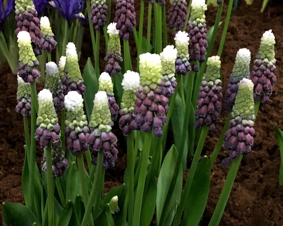 Muscari 'Grape Ice'