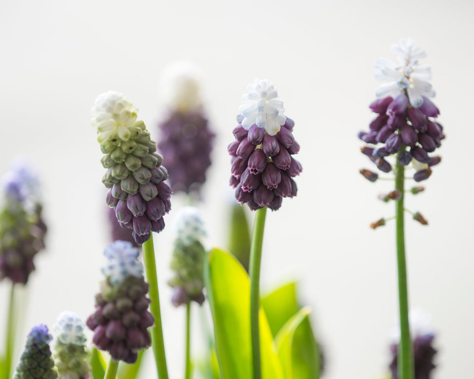 Muscari 'Grape Ice'