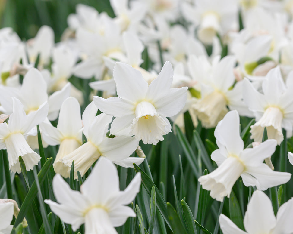 Narcissus 'Lady Madonna'