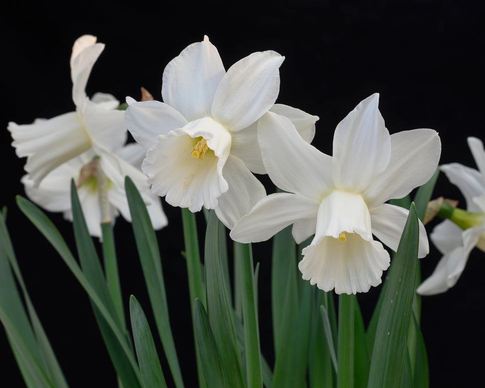 Narcissus 'Lady Madonna'