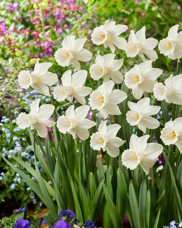 Narcissus 'Lady Madonna'