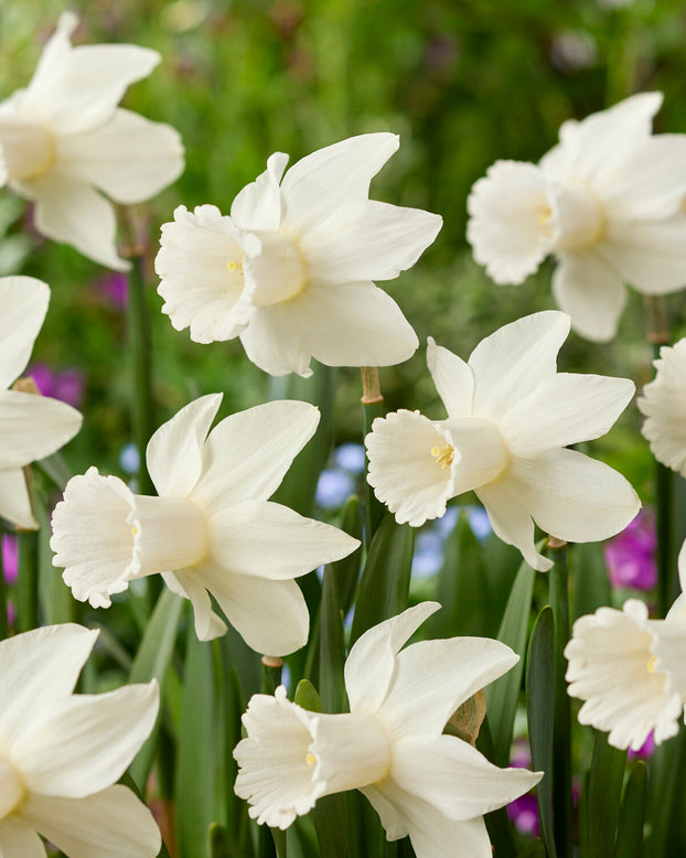 Narcissus 'Lady Madonna'