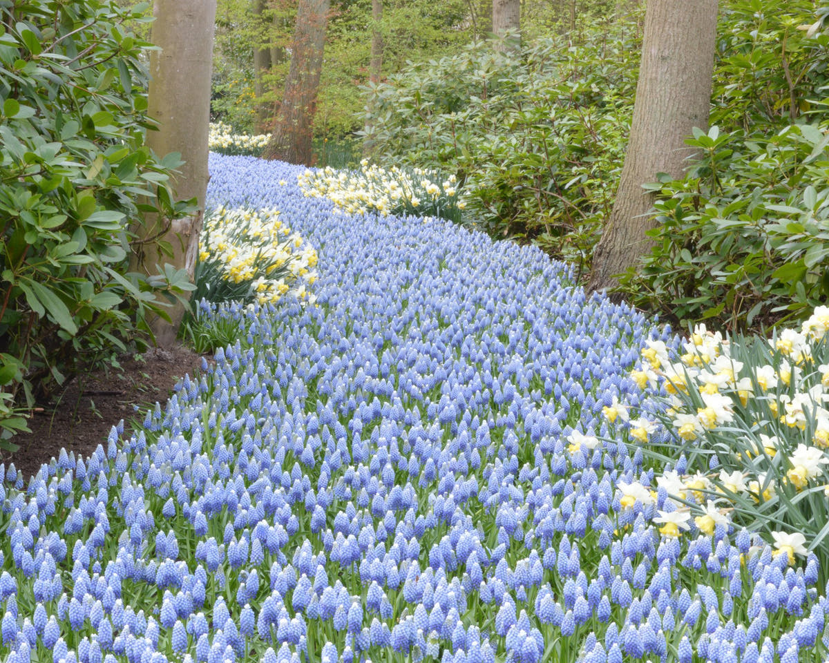 Flower BulbsMuscari Mount Hood Bulbs UK - 2