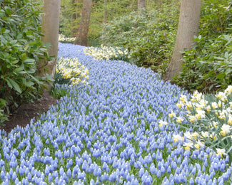 Muscari 'Mount Hood'