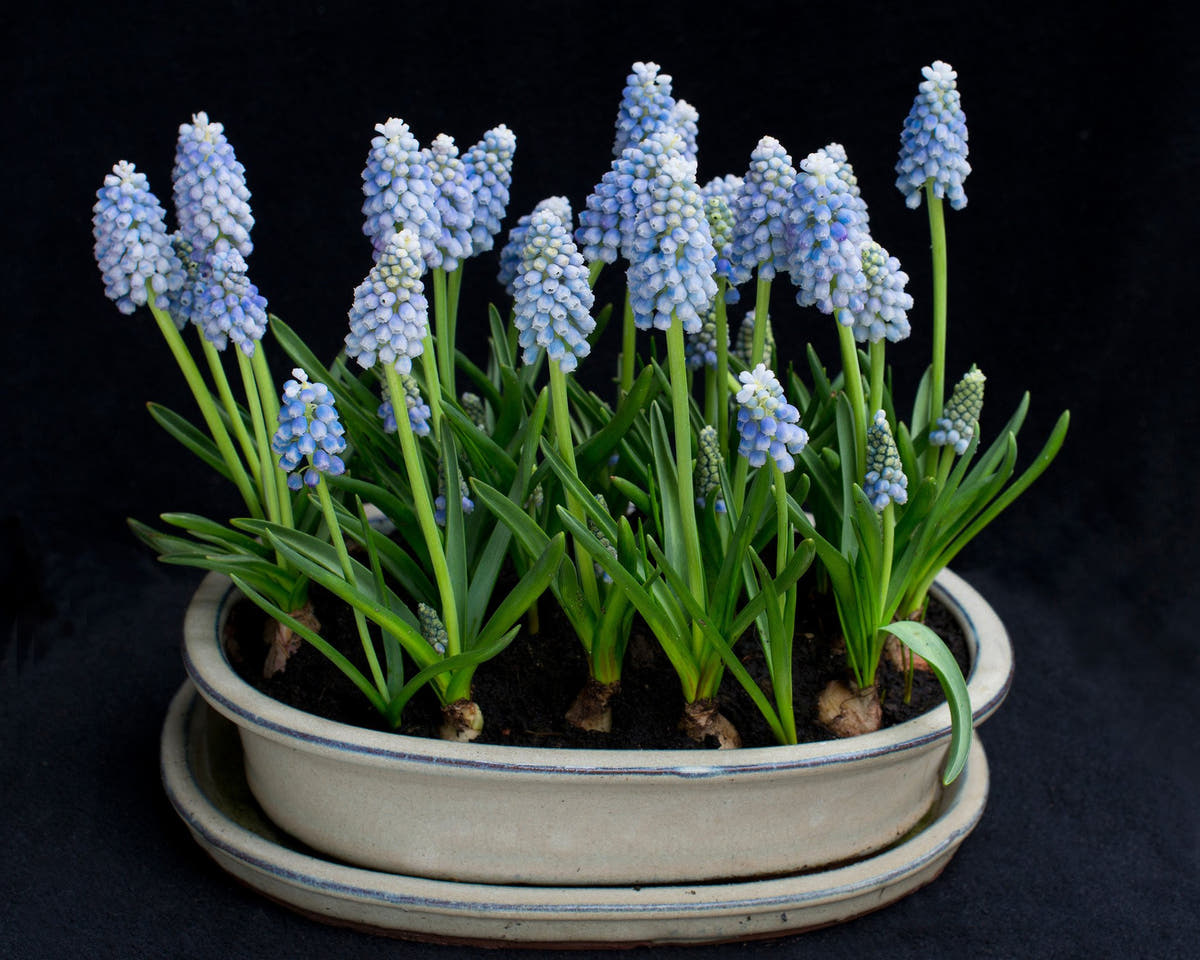 Flower BulbsMuscari Mount Hood Bulbs UK - 4