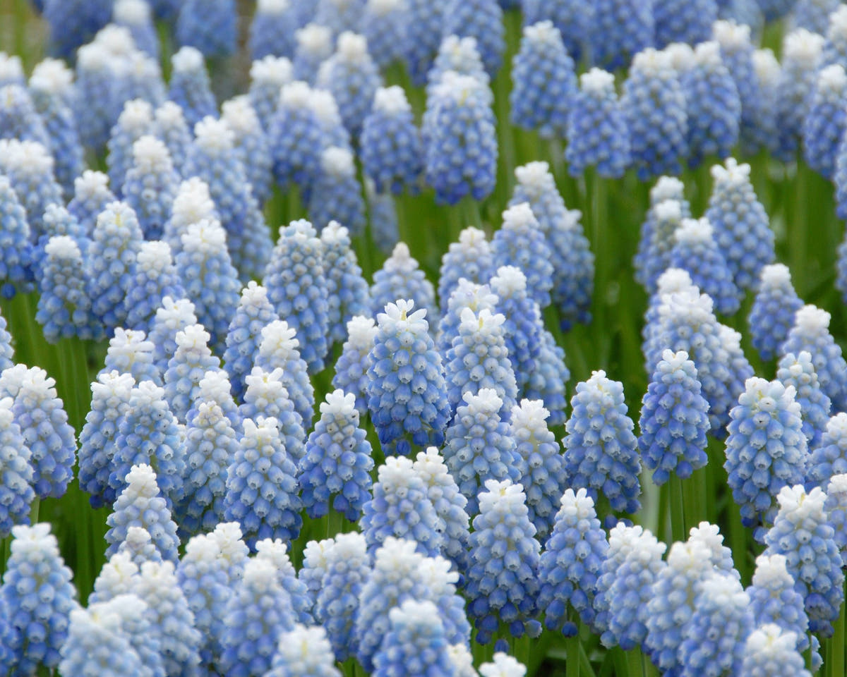 Flower BulbsMuscari Mount Hood Bulbs UK - 6