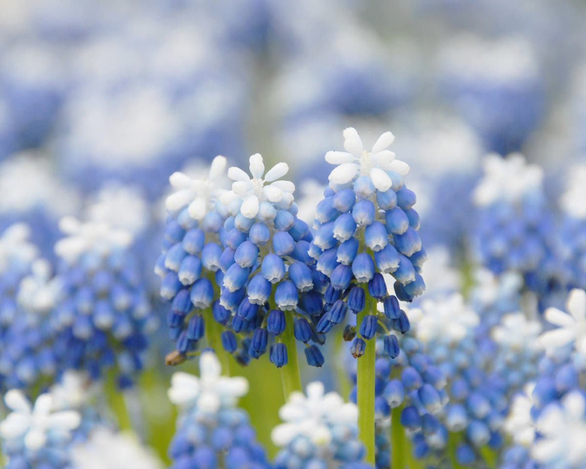 Flower BulbsMuscari Mount Hood Bulbs UK - 5