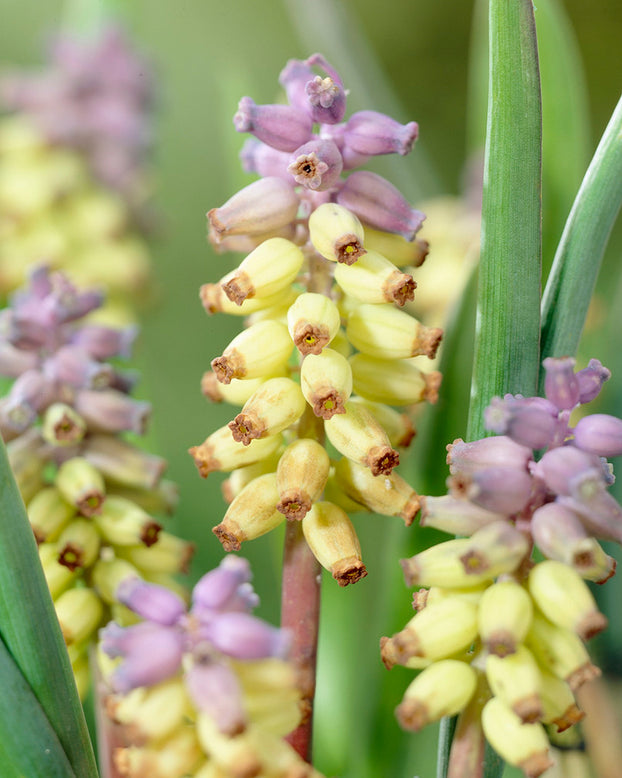 Muscari muscarimi