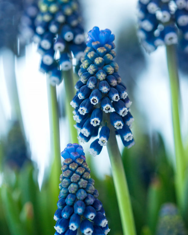 Muscari 'Night Eyes'