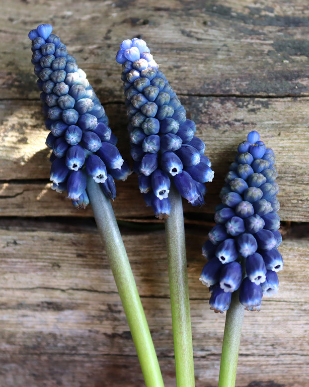 Muscari 'Night Eyes'