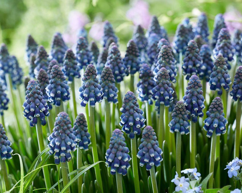 Muscari 'Night Eyes'