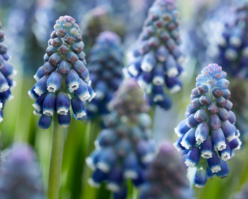 Muscari 'Night Eyes'