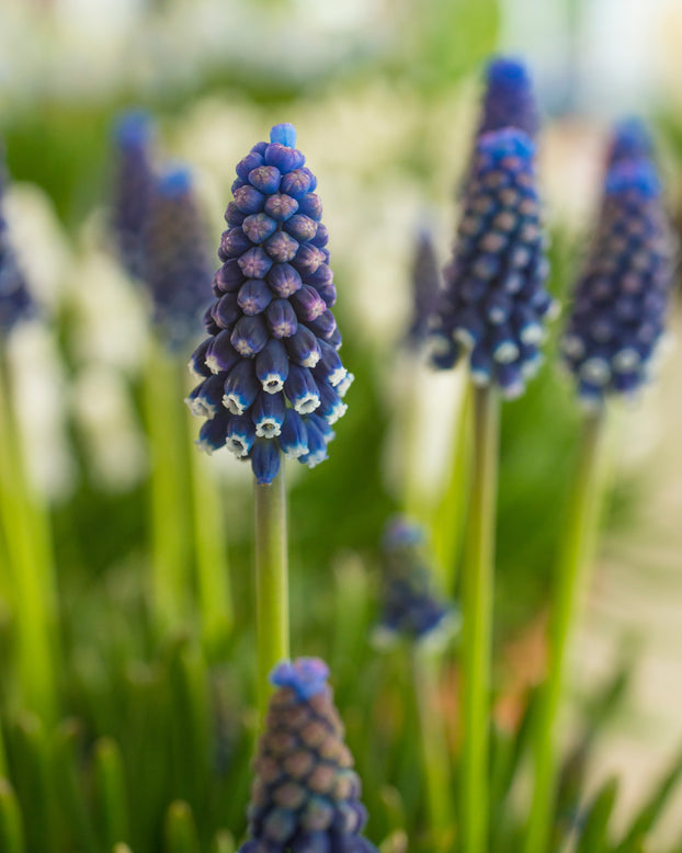Muscari 'Night Eyes'