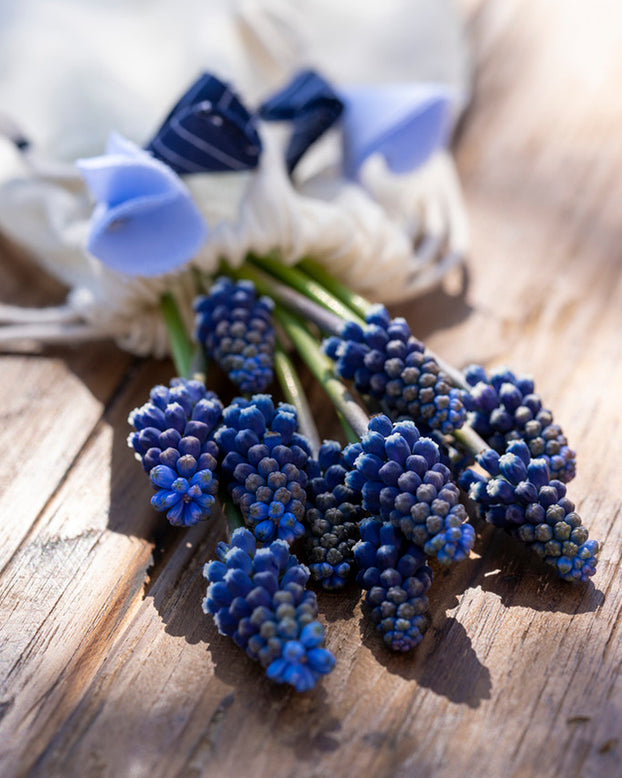 Muscari 'Night Eyes'