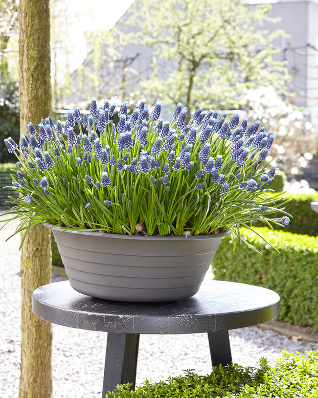 Muscari 'Night Eyes'