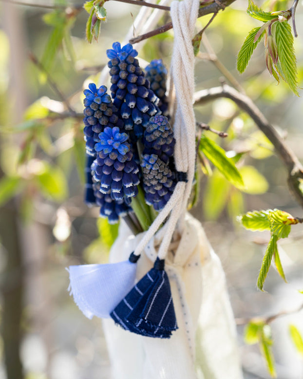Muscari 'Night Eyes'