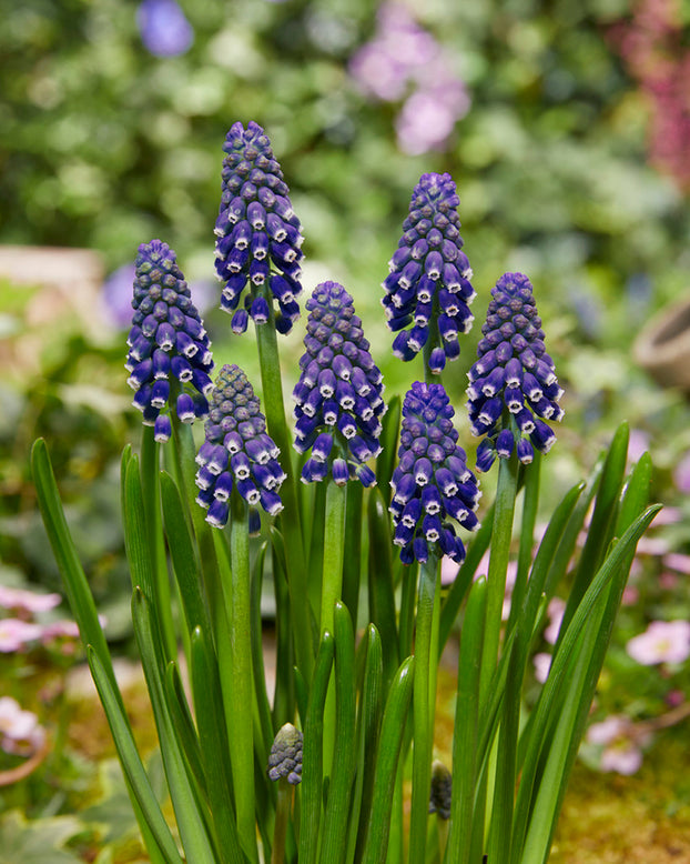 Muscari 'Night Eyes'