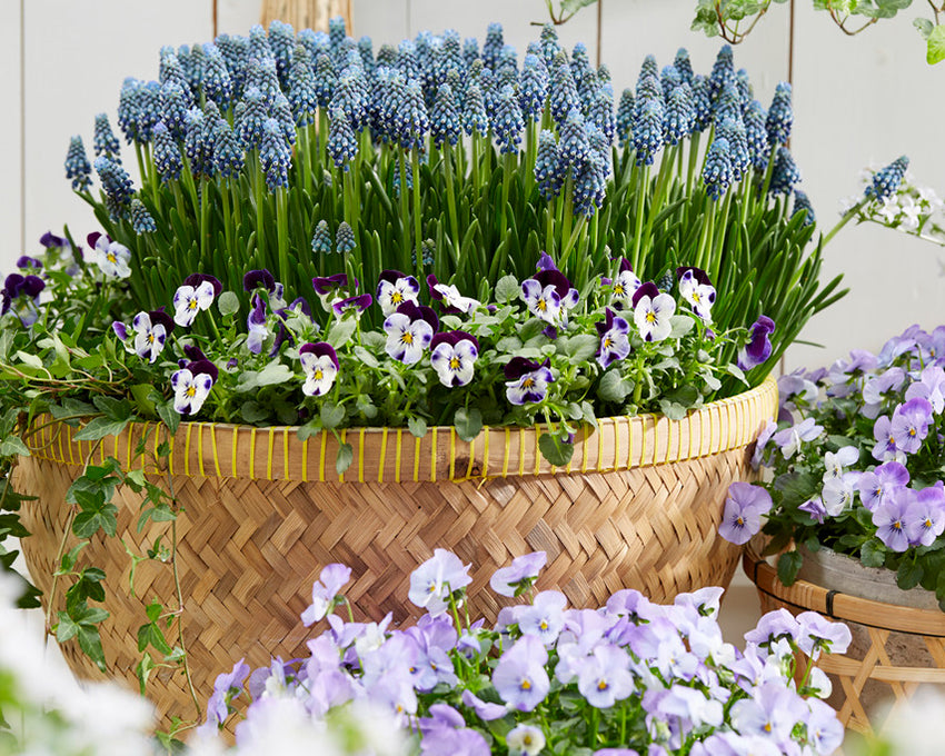 Muscari 'Night Eyes'