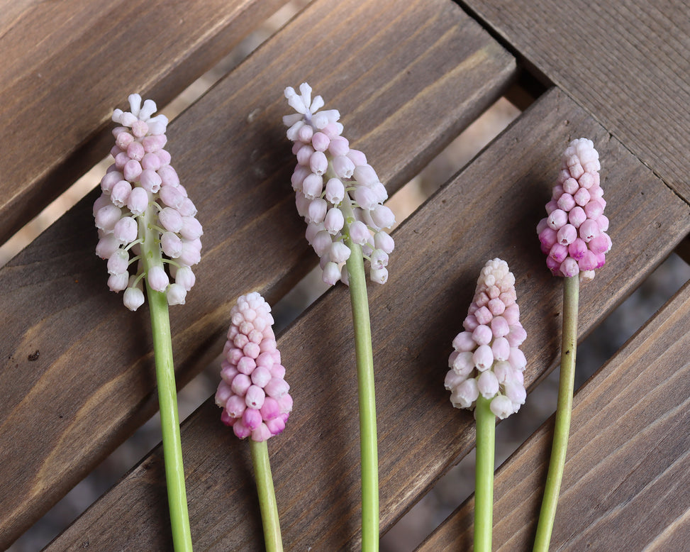 Muscari 'Pink Sunrise'