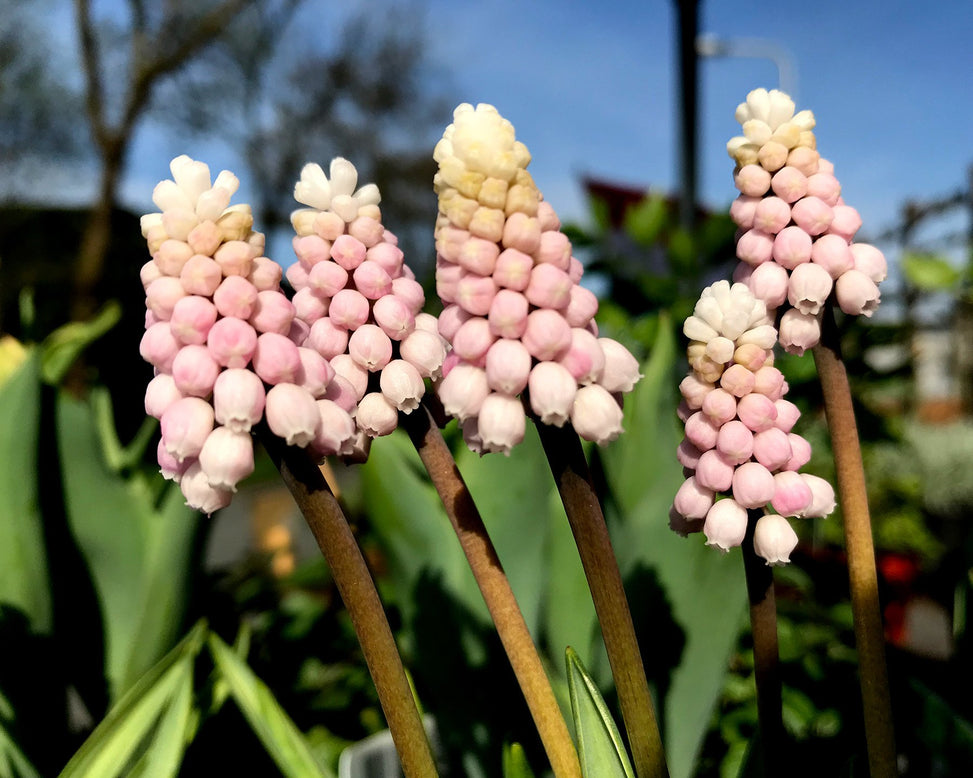 Muscari 'Pink Sunrise'
