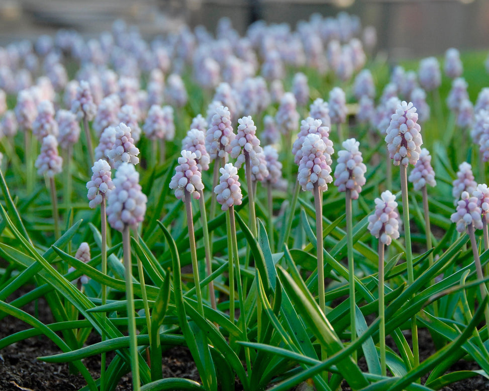Muscari 'Pink Sunrise'