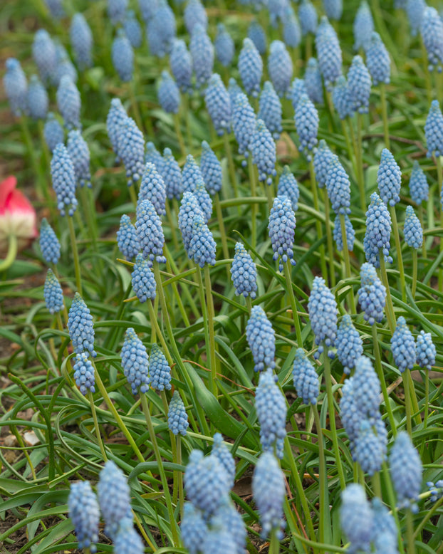 Muscari 'Valerie Finnis'