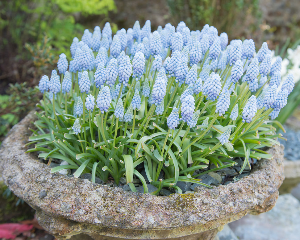Muscari 'Valerie Finnis'
