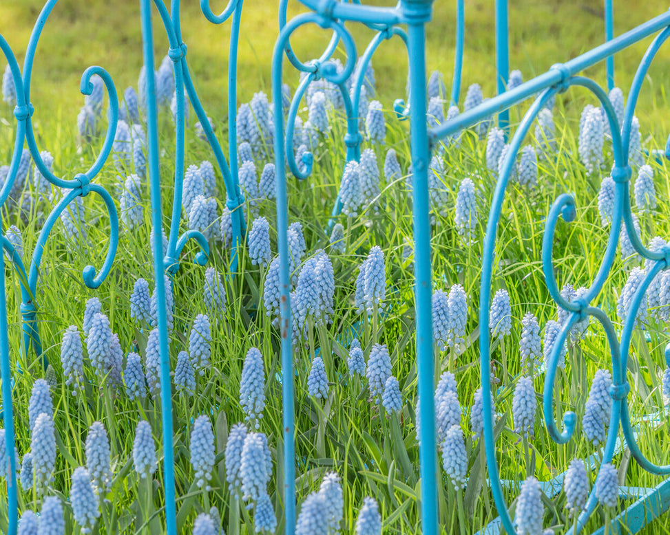 Muscari 'Valerie Finnis'