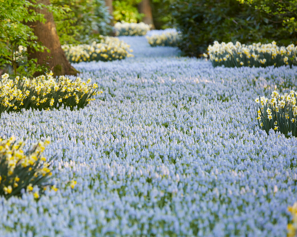 Muscari 'Valerie Finnis'
