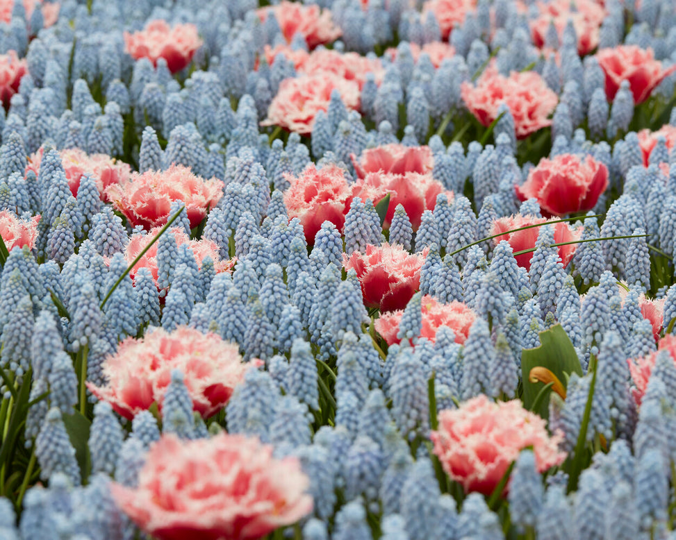 Muscari 'Valerie Finnis'