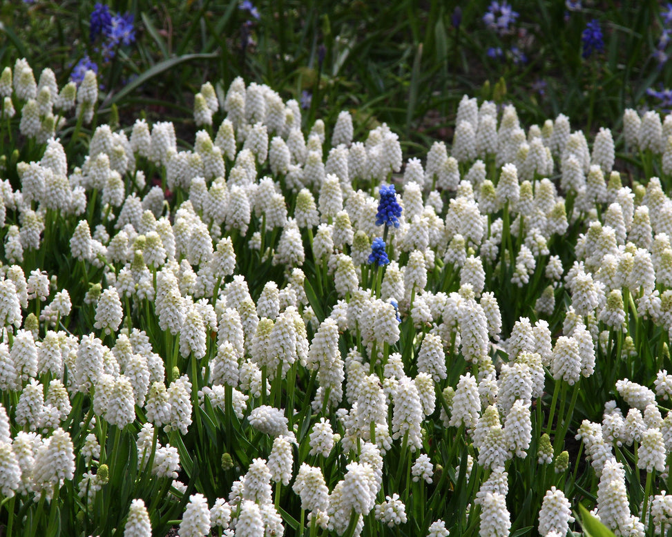 Muscari 'White Magic'