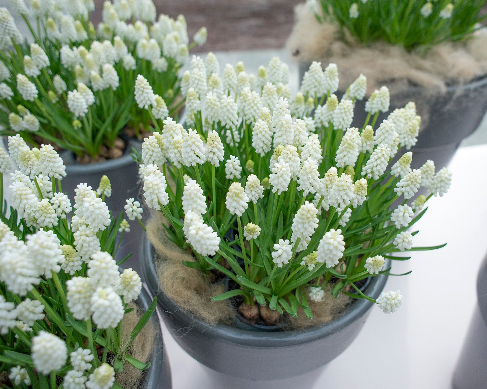 Muscari 'White Magic' bulbs | Buy white 'Grape Hyacinths' online at ...