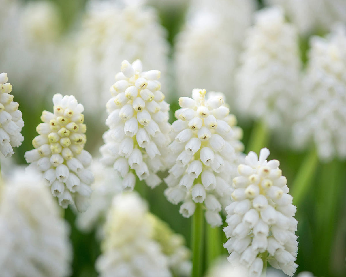 Flower BulbsWhite Magic Bulbs UK - 3