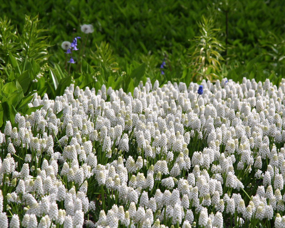 Muscari 'White Magic'