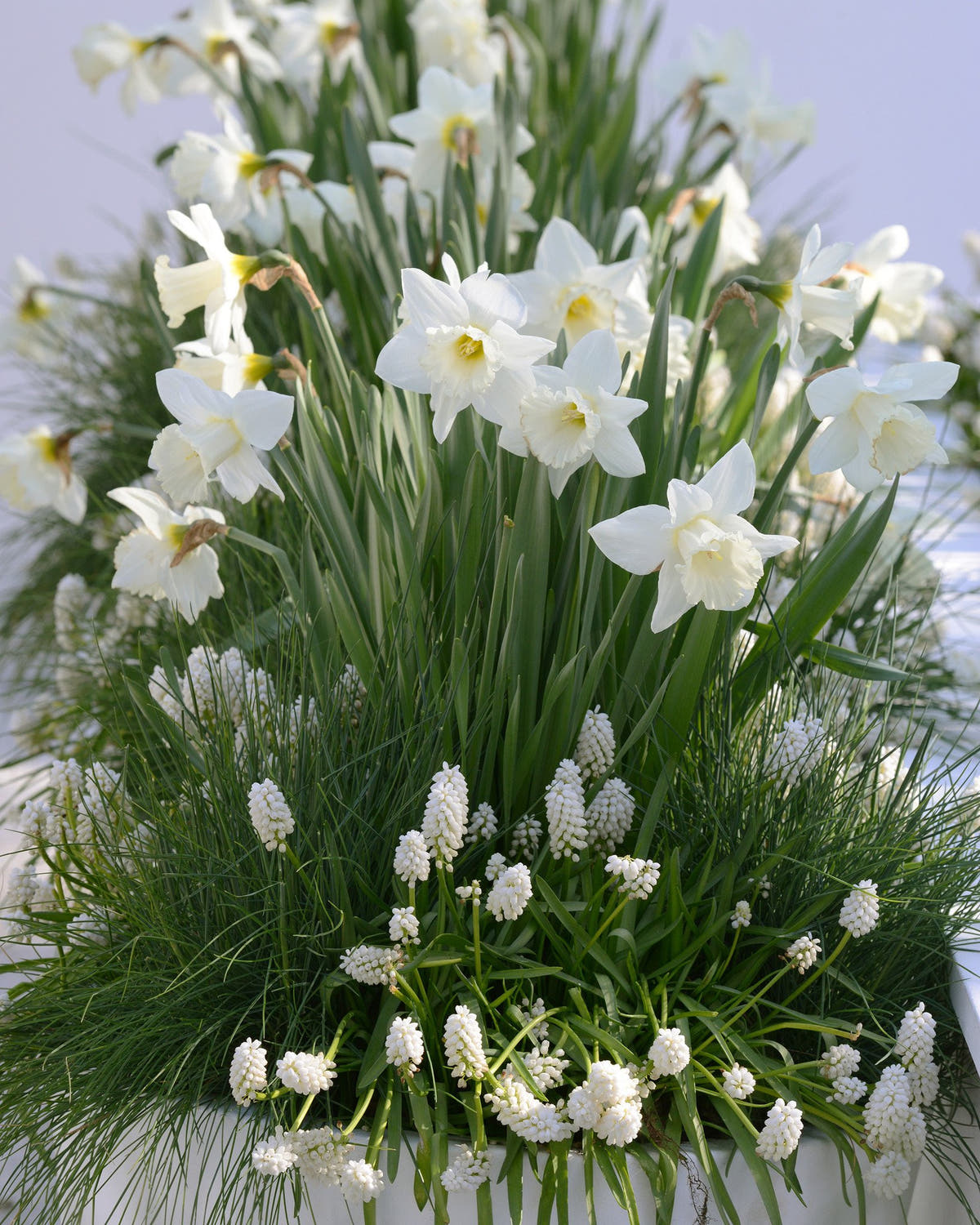 Flower BulbsWhite Magic Bulbs UK - 6