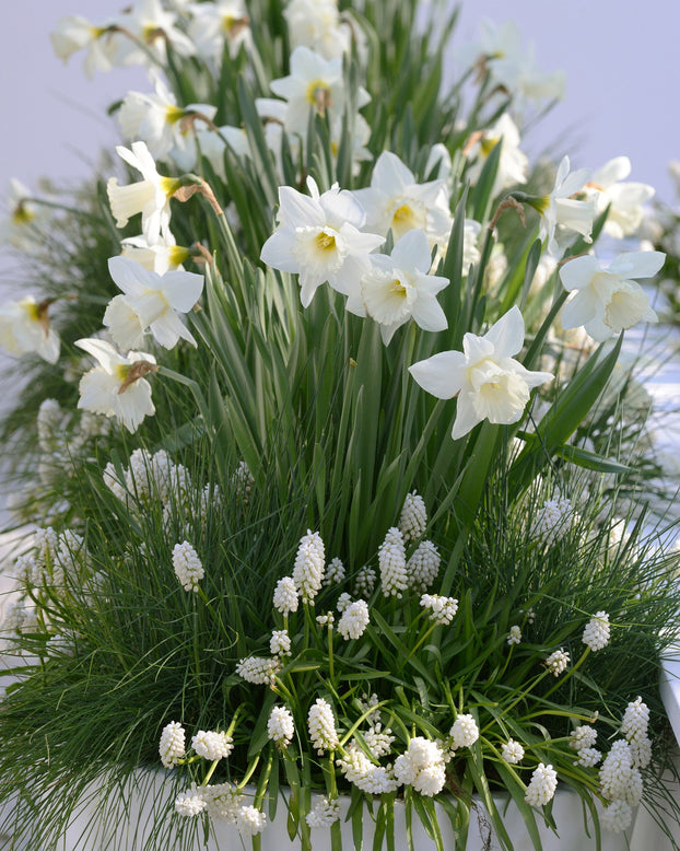 Flower BulbsWhite Magic Bulbs UK - 6