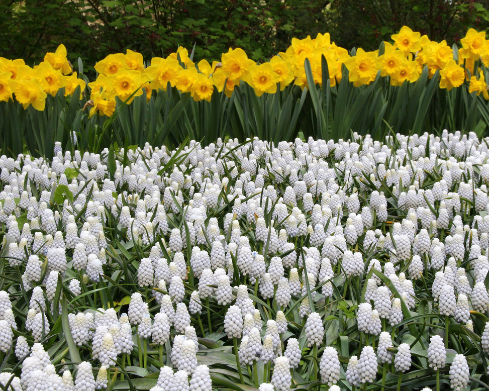 Muscari 'White Magic'
